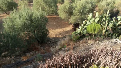 Rustic Finca in Olvera photo 16
