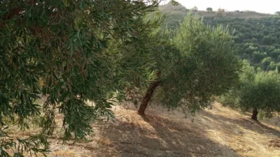 Rustic Finca in Olvera photo 29