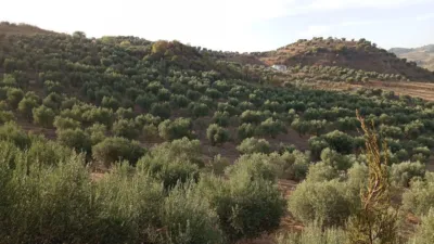 Rustic Finca in Olvera photo 24