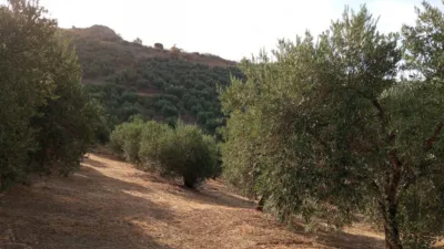 Rustic Finca in Olvera photo 35