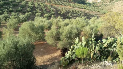Rustic Finca in Olvera photo 15