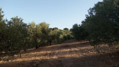 Rustic Finca in Olvera photo 12