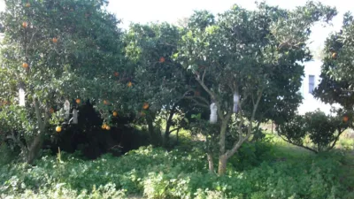 Rustic Finca in El Soto photo 3