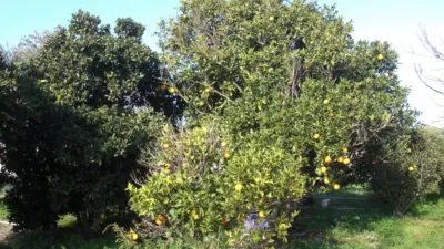 Rustic Finca in El Soto photo 4