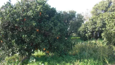 Rustic Finca in El Soto photo 5