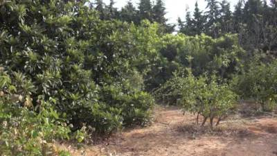 Rustic Finca in La Muela photo 20