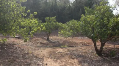 Rustic Finca in La Muela photo 21