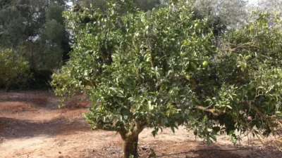 Rustic Finca in La Muela photo 22