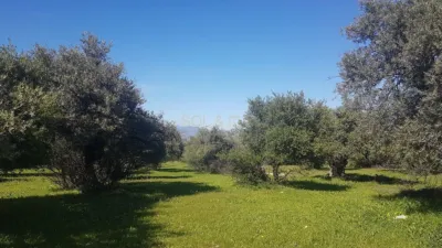 Rustic Finca in Alhaurín de La Torre photo 3