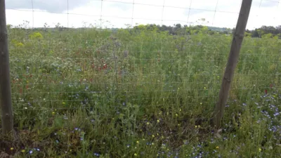 Rustic Finca in Paternilla photo 14