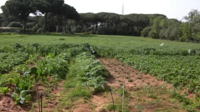 Rustic Finca in La Muela photo 10
