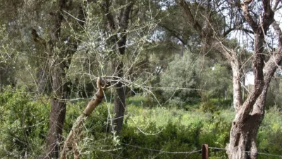 Rustic Finca in La Muela photo 11