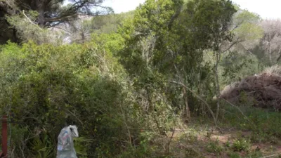 Rustic Finca in La Muela photo 12