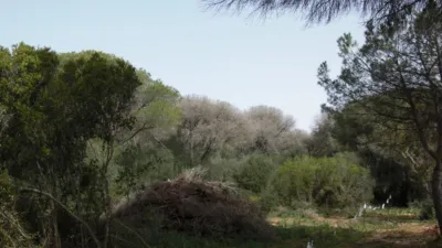 Rustic Finca in La Muela photo 13