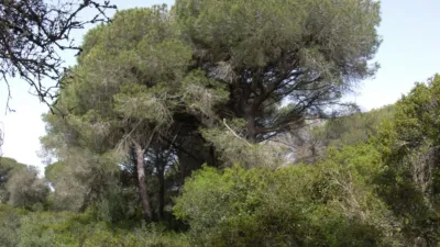 Rustic Finca in La Muela photo 14