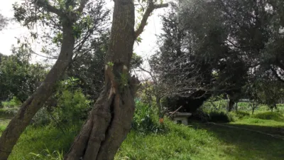Rustic Finca in La Muela photo 2
