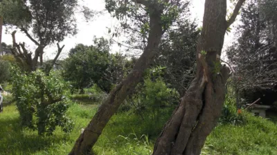 Rustic Finca in La Muela photo 3