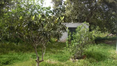Rustic Finca in La Muela photo 8