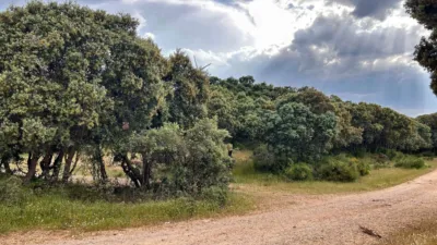 Rustic Finca on Carretera de Masegoso photo 59