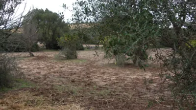 Finca rústica en Patría photo 5
