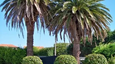 House in Cobas photo 44