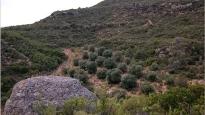 Finca rústica en venta en Granadella (La), La Granadella de 850.000 €
