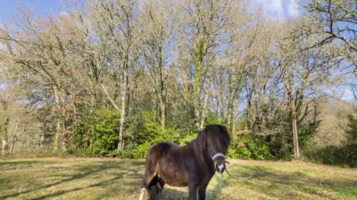 Rustic finca in Vilalba photo 5
