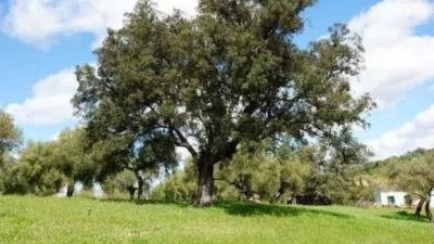 Finca rústica en El Bosque photo 8