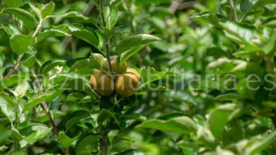 Rustic Finca in Mercadillo photo 19