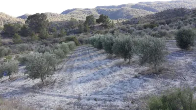 Rustic Finca in La Umbria photo 6