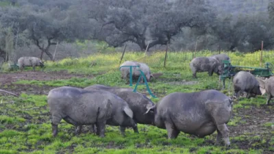 Finca rústica en venta en Cañaveral de Leon, Cañaveral de León de 1.000.000 €