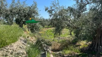 Rustic farm in Santa María de Nieva photo 6