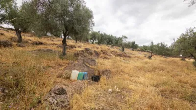 Rustic Finca in Cañaveral de Leon photo 5