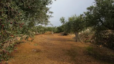 Rustic farm on Pla Sant Marti Street photo 16