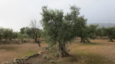 Rustic farm on Pla Sant Marti Street photo 4