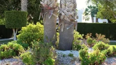 Pis – Orihuela, Villa Martín - Vista 5