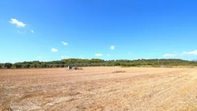 Rustic property in Muro photo 19