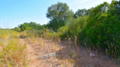 Rustic house in Muro photo 15