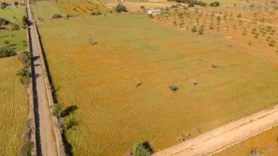 Rustic house in Santa Margalida photo 11