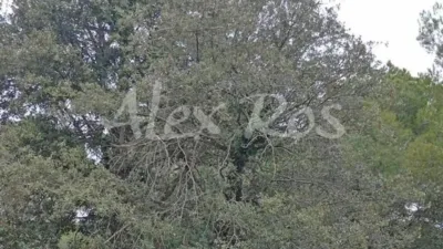 Chalet in Calonge photo 15