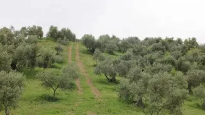 Chalet in Algodonales photo 19