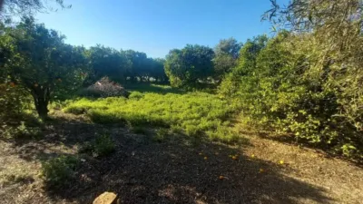 Casa – Elx - Elche - Vista 4