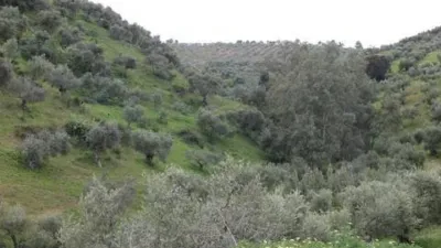 Chalet in Algodonales photo 6
