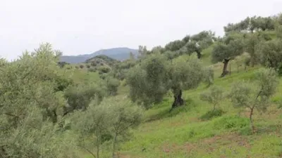 Chalet in Algodonales photo 18