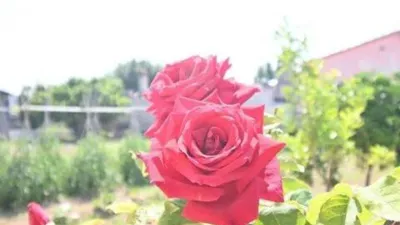 Apartment in Nord Zone photo 49