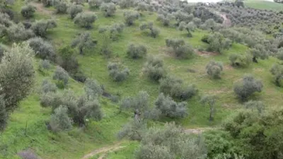 Chalet in Algodonales photo 15
