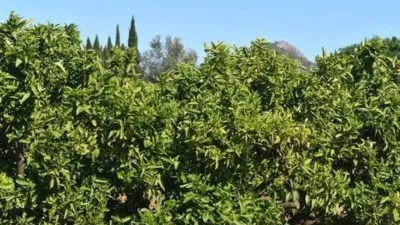 Casa – Beniarbeig, la Marina Alta - Vista 2