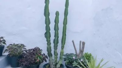 Piso en Vejer de la Frontera photo 33