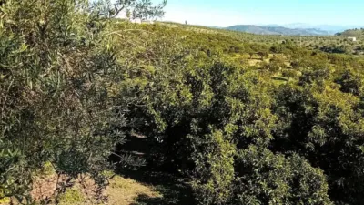 Chalet in Alozaina photo 35