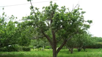 Terreno en venta en Lugar de Campanario - Vista 2